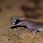 Eastern Stone Gecko