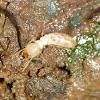 Formosan subterranean termite (worker)