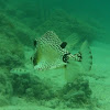 Smooth trunkfish