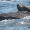 harbor seal