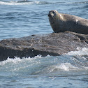 harbor seal