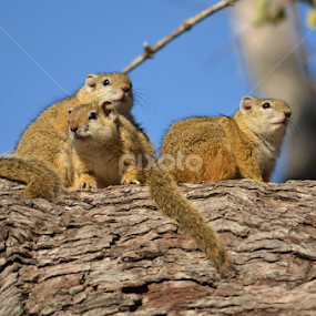 Ground squirrels by Adrian Boom - Animals Other Mammals
