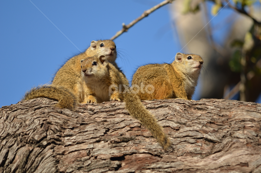 Ground squirrels by Adrian Boom - Animals Other Mammals