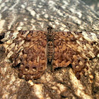 Cracker Butterfly-Pororó