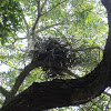 Yellow-crowned Night Heron Nest