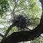 Yellow-crowned Night Heron Nest