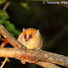 Rufous Mouse lemur