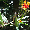 Monarch Butterfly (larva)