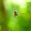 Spotted orb-weaver spider