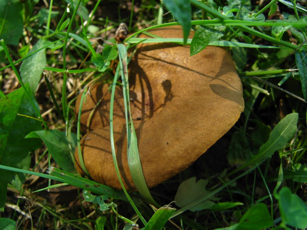 top side of mushroom with yellow net-like gills (2 of 2)