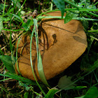 top side of mushroom with yellow net-like gills (2 of 2)