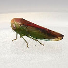 Red-backed Green Leafhopper
