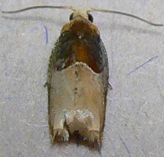 Two-toned Ancylis Moth