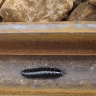 Carabus coriaceus (Larva)
