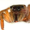 Male and female Hasarius Adansoni jumping spiders.