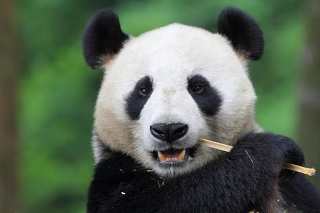 PANDA WALLPAPERS Screenshots 14