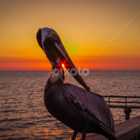 by Victor Martin - Landscapes Sunsets & Sunrises