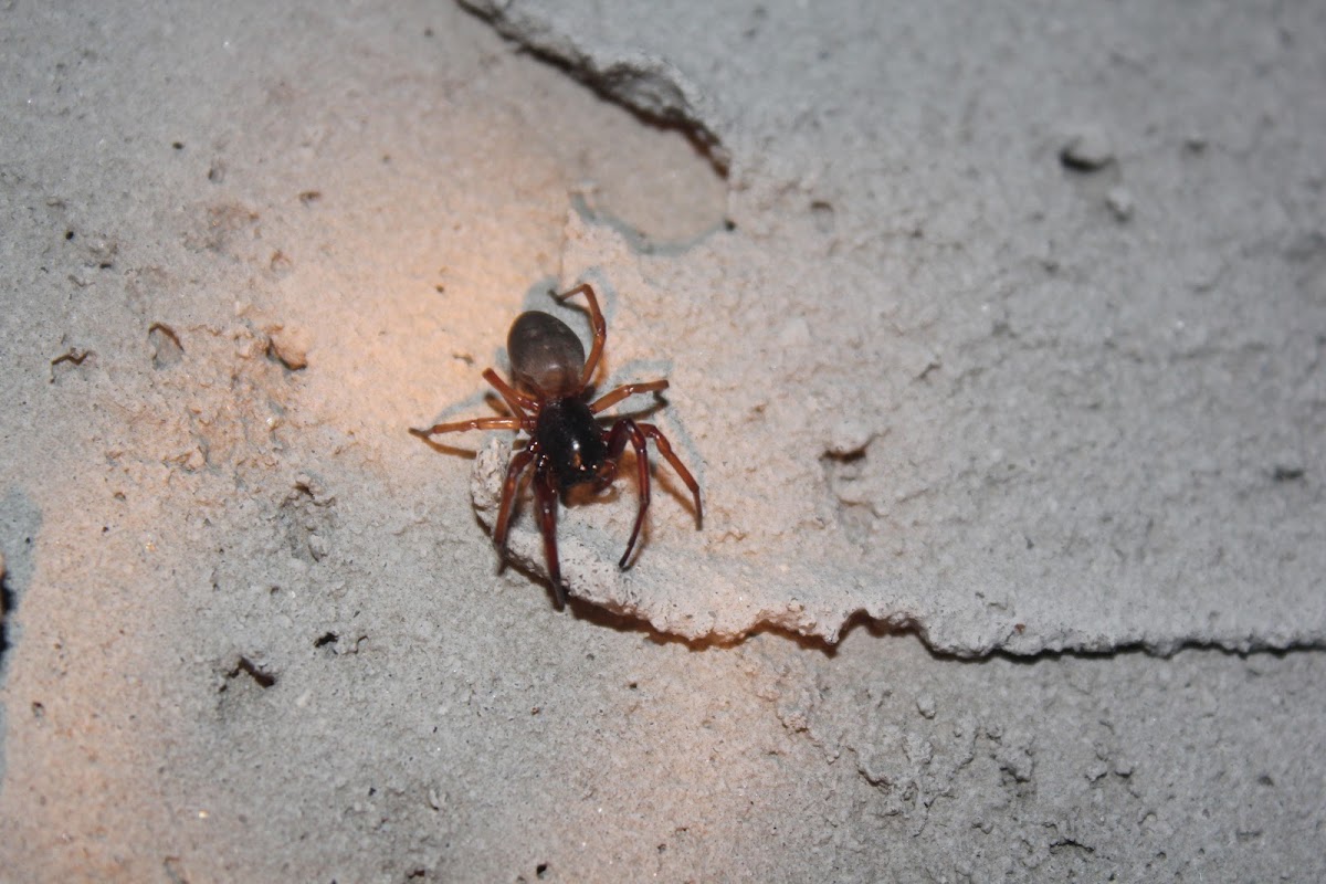 Ground sac spider
