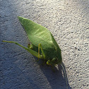 Green bug