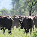 African Buffalo , Cape Buffalo
