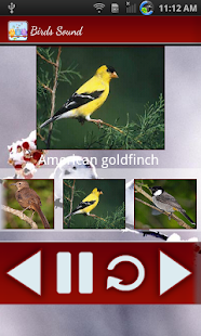 Birds Calls Sounds Screenshots 20