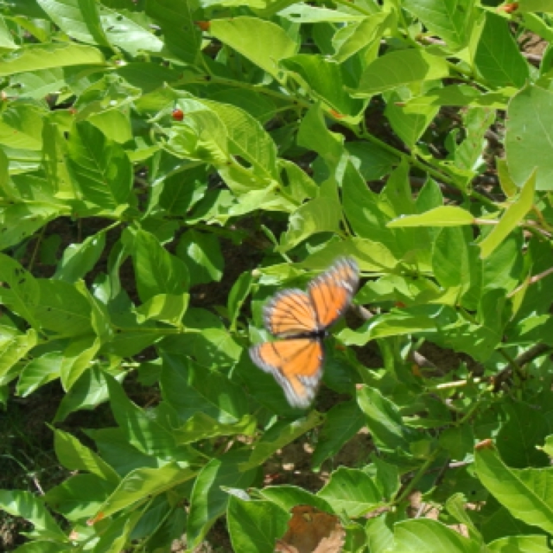 Viceroy Butterfly