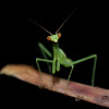 Green mantis