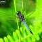 Asian Skimmer