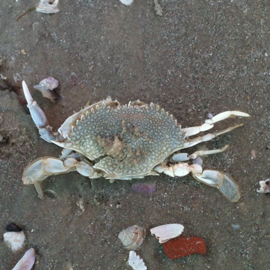 Marine mud crab
