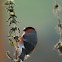 Bullfinch (Male)