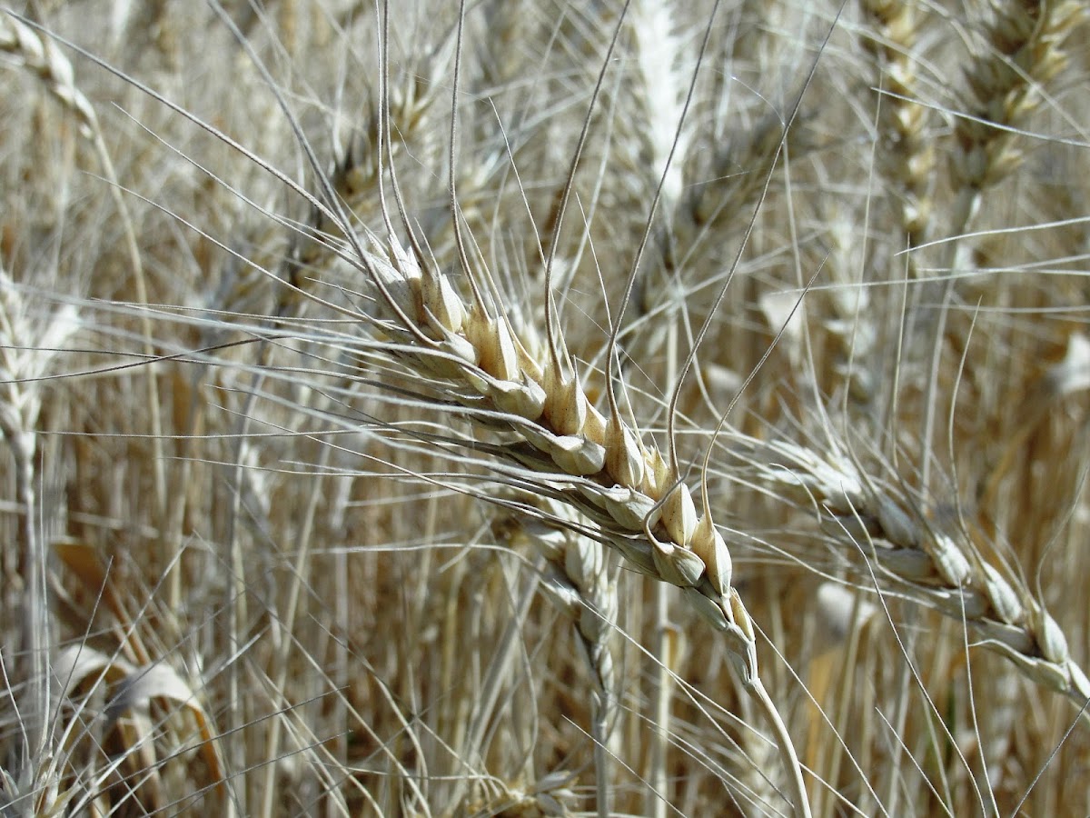 गेहूँ Wheat