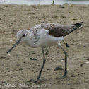 Greenshank