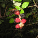 elmleaf blackberry
