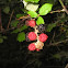 elmleaf blackberry