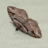 Bent-line Carpet moth