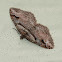 Bent-line Carpet moth