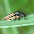 Elongated leaf beetles