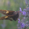 Silver-spotted Skipper