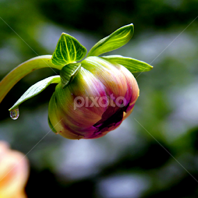 by रोहित वसावे - Flowers Flower Gardens