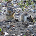 California Ground Squirrel Babies