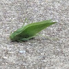 Common true katydid