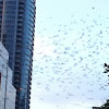 Mexican free-tailed bats