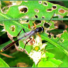 Ichneumon Wasp (Female)