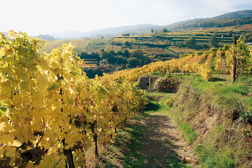 Vineyards near Krems an der Donau (Krems on the Danube), Austria.