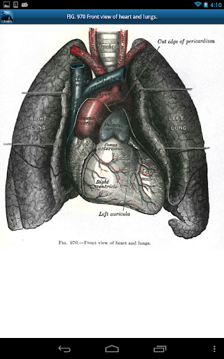 免費下載醫療APP|Gray's Anatomy 2011 app開箱文|APP開箱王