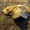 Horned Spanworm moth