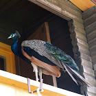 Páv/peacock
