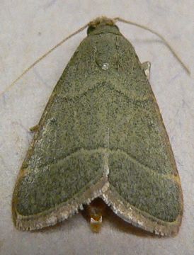 Southern Hayworm Moth