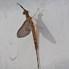 Common burrower mayfly