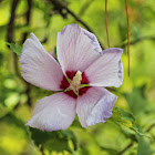 Rose of Sharon